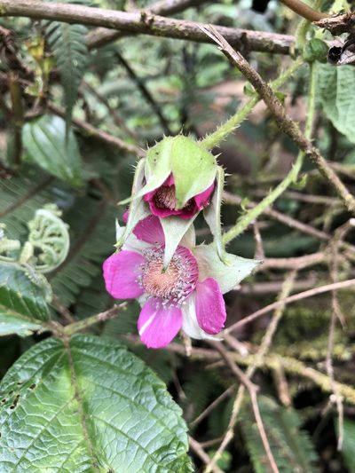 Rubus nubigenus, photographed by Skjold Søndergaard