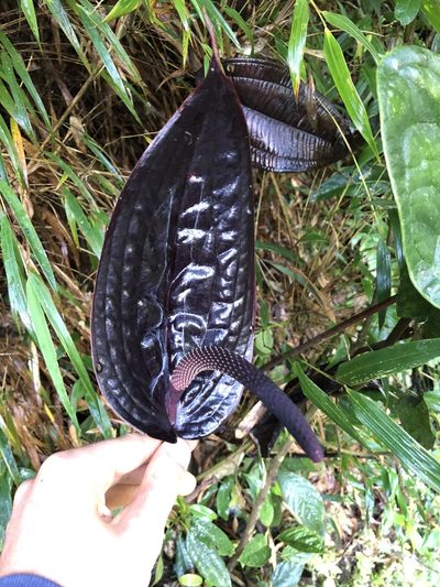 Anthurium caramantae, photographed by Skjold Søndergaard