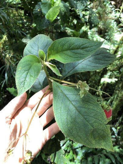 Kohleria affinis, photographed by Skjold Søndergaard