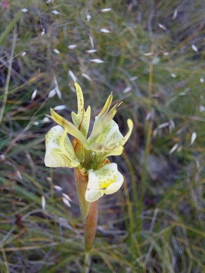 Moraea trifida, photographed by Manuel R Popp