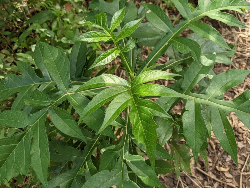 Verbesina gigantea, photographed by JCorven
