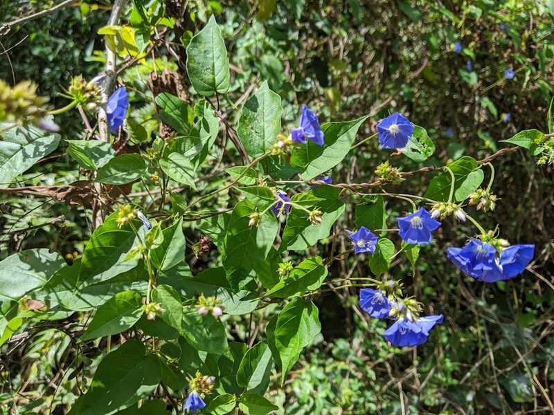 Jacquemontia pentanthos, photographed by JCorven
