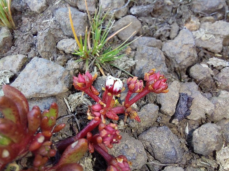 Crassula peploides, photographed by Manuel R Popp