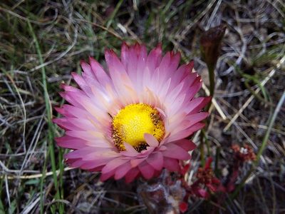 Helichrysum adenocarpum, photographed by Manuel R Popp