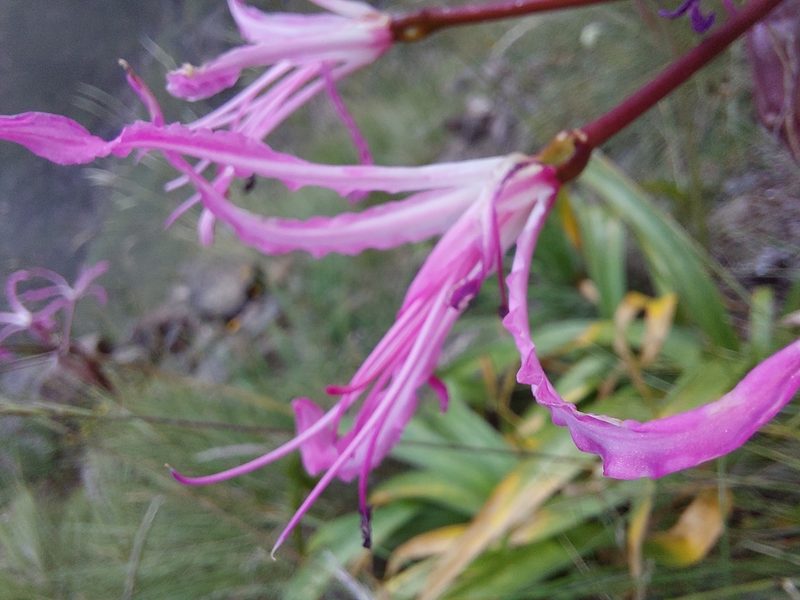 Nerine bowdenii, photographed by Manuel R Popp