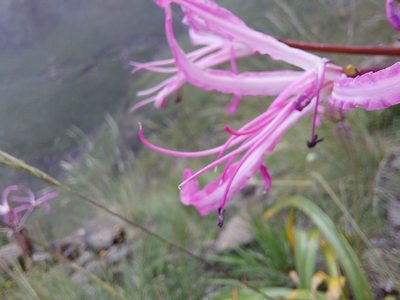 Nerine bowdenii, photographed by Manuel R Popp