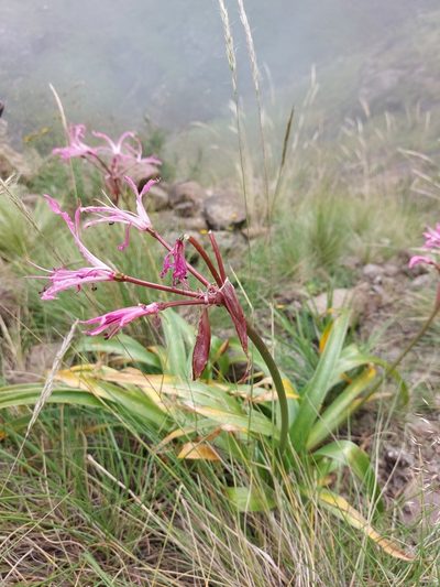 Nerine bowdenii, photographed by Manuel R Popp