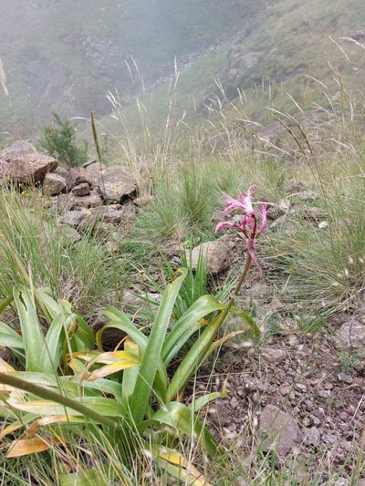 Nerine bowdenii, photographed by Manuel R Popp