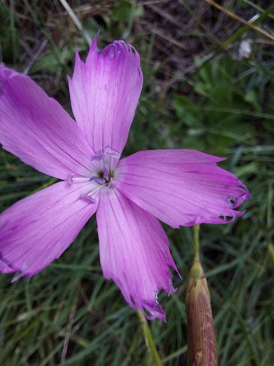 Dianthus basuticus, photographed by Manuel R Popp