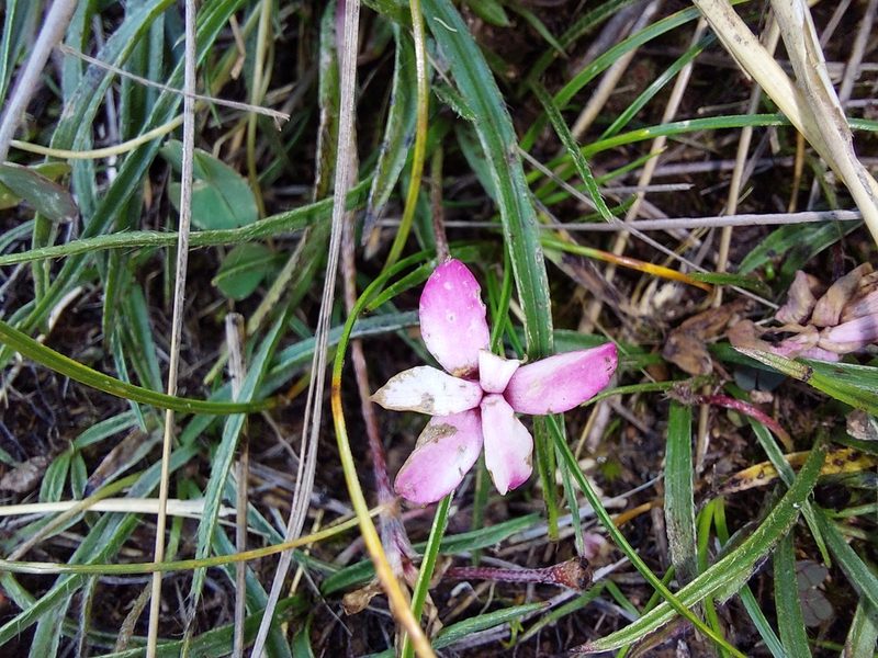 Hypoxis baurii, photographed by Manuel R Popp