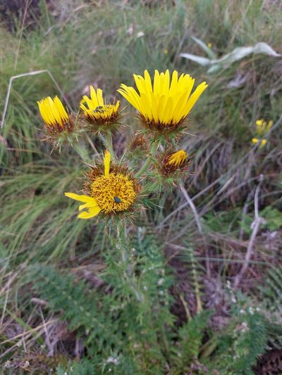 Berkheya multijuga, photographed by Manuel R Popp