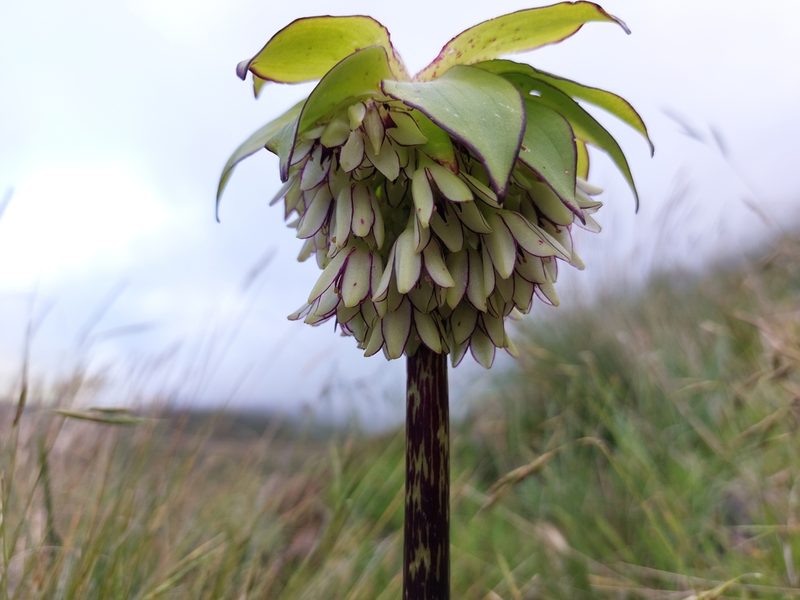 Eucomis bicolor, photographed by Manuel R Popp
