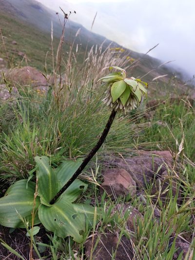 Eucomis bicolor, photographed by Manuel R Popp