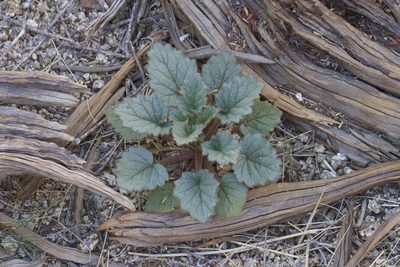 Phacelia campanularia, photographed by Arvel Hernandez