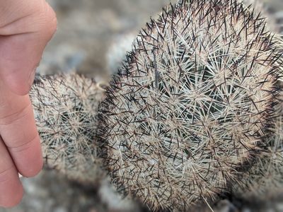 Pelecyphora alversonii, photographed by evn