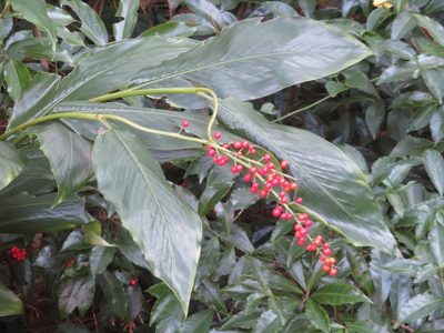 Alpinia intermedia, photographed by Marco Mussita