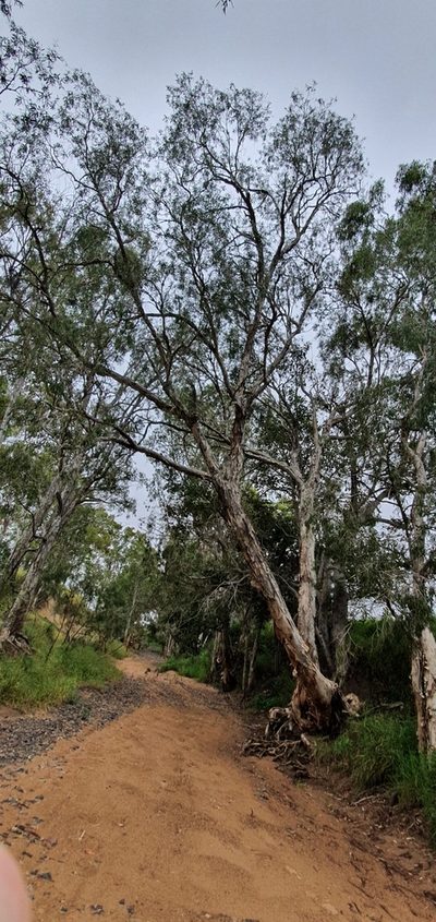 Melaleuca fluviatilis, photographed by Bethlea Bell