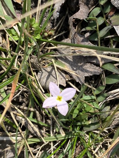 Houstonia rosea, photographed by Michelle Lopez