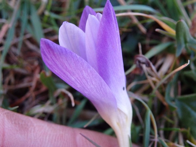 Crocus carpetanus, photographed by Carminda Santos