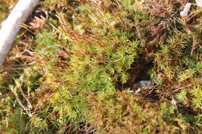Atrichum angustatum, photographed by Violet T.