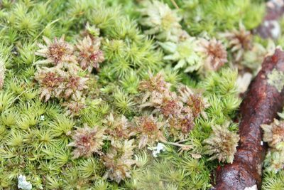 Sphagnum palustre, photographed by Violet T.