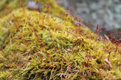 Callicladium haldaneanum, photographed by Violet T.