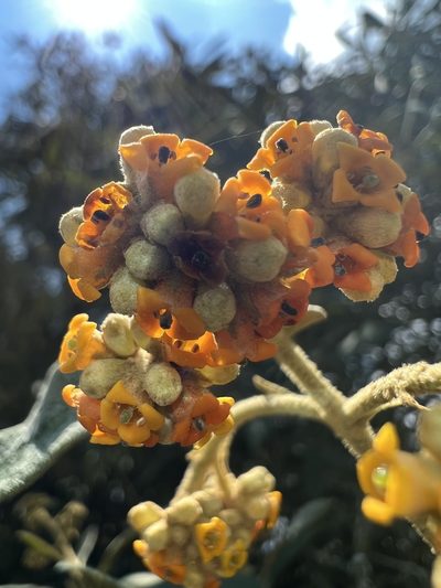 Buddleja incana, photographed by Nicolás Baresch Uribe