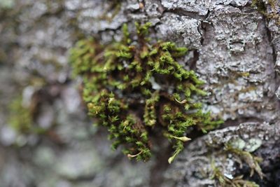 Ulota coarctata, photographed by Quinten Wiegersma