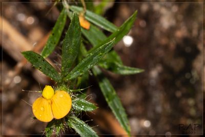 Stylosanthes hippocampoides, photographed by RAP