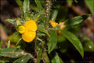 Stylosanthes hippocampoides, photographed by RAP