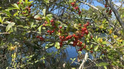 Pyracantha koidzumii, photographed by lchaney