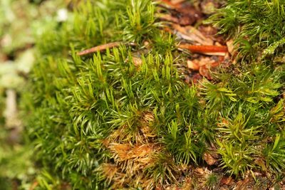 Orthodicranum flagellare, photographed by Quinten Wiegersma