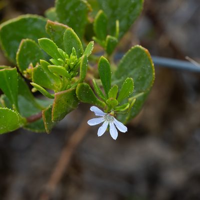 Scaevola crassifolia, photographed by Kym Nicolson