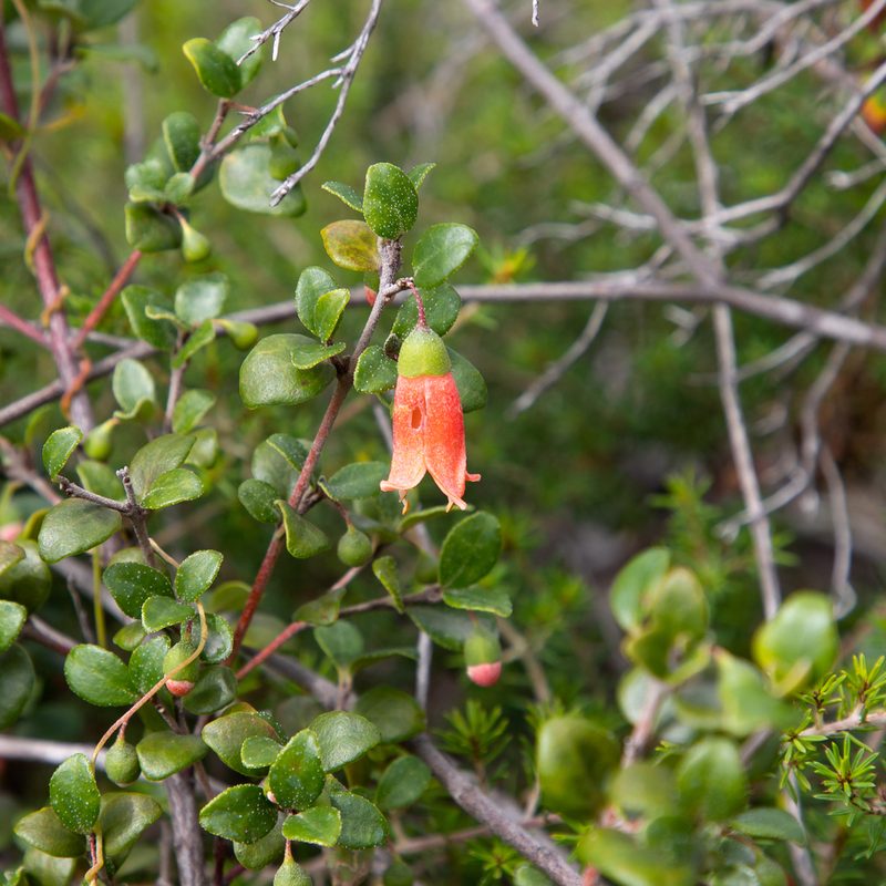 Correa pulchella, photographed by Kym Nicolson