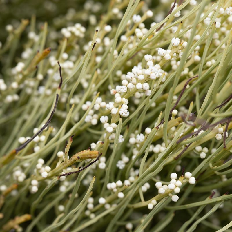 Choretrum glomeratum, photographed by Kym Nicolson