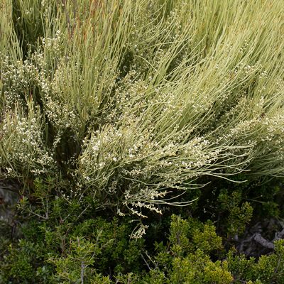Choretrum glomeratum, photographed by Kym Nicolson