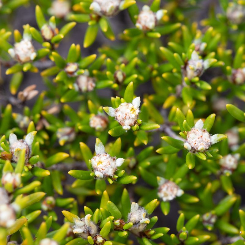 Spyridium phylicoides, photographed by Kym Nicolson