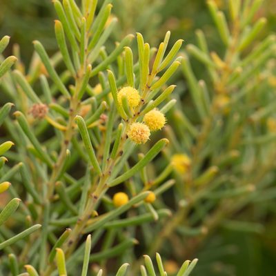 Acacia nematophylla, photographed by Kym Nicolson