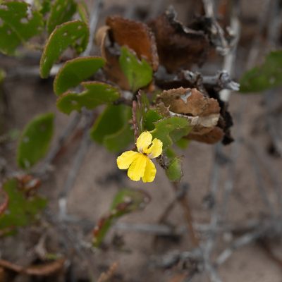 Goodenia varia, photographed by Kym Nicolson