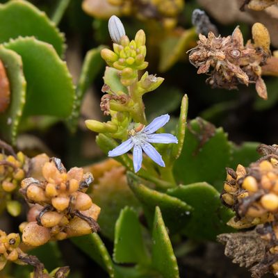 Scaevola crassifolia, photographed by Kym Nicolson