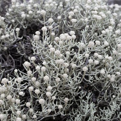 Leucophyta brownii, photographed by Kym Nicolson