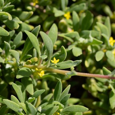 Tetragonia implexicoma, photographed by Kym Nicolson