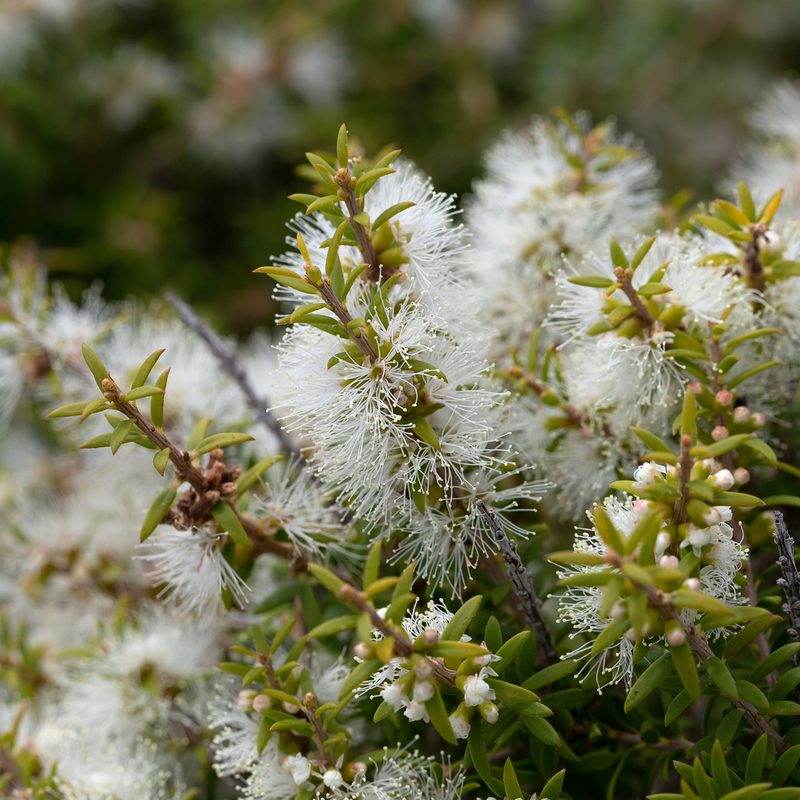Melaleuca lanceolata, photographed by Kym Nicolson