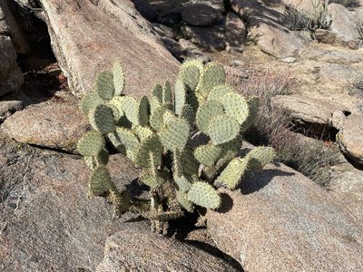 Opuntia chlorotica, photographed by Jim Riley