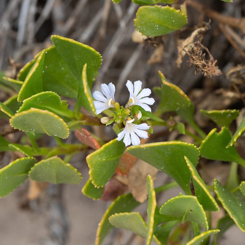 Scaevola crassifolia, photographed by Kym Nicolson