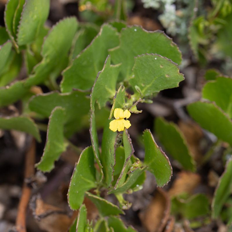 Goodenia varia, photographed by Kym Nicolson