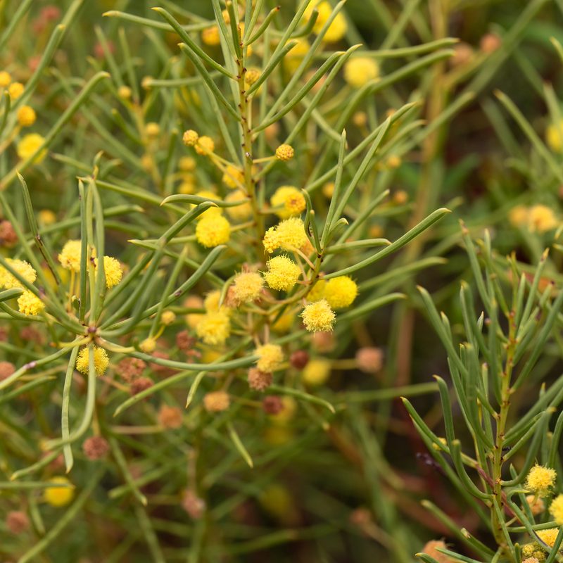 Acacia nematophylla, photographed by Kym Nicolson