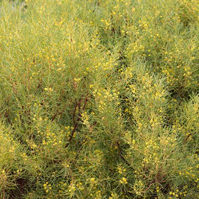 Acacia nematophylla, photographed by Kym Nicolson