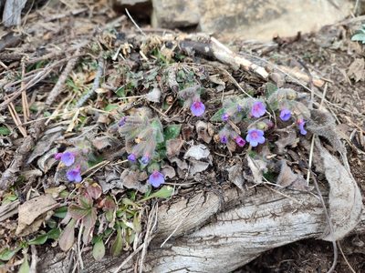 Pulmonaria stiriaca, photographed by Erwin Gruber