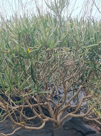 Sinapidendron angustifolium, photographed by Vítor Jorge